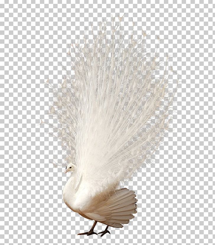 Peafowl Tail PNG, Clipart, Adobe Illustrator, Animals, Beak, Black White, Download Free PNG Download