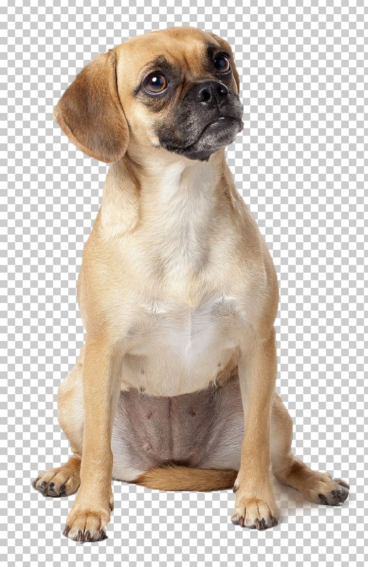 Puggle Puppy Dog Breed Beagle PNG, Clipart, Animals, Beagle, Breed, Can, Carnivoran Free PNG Download