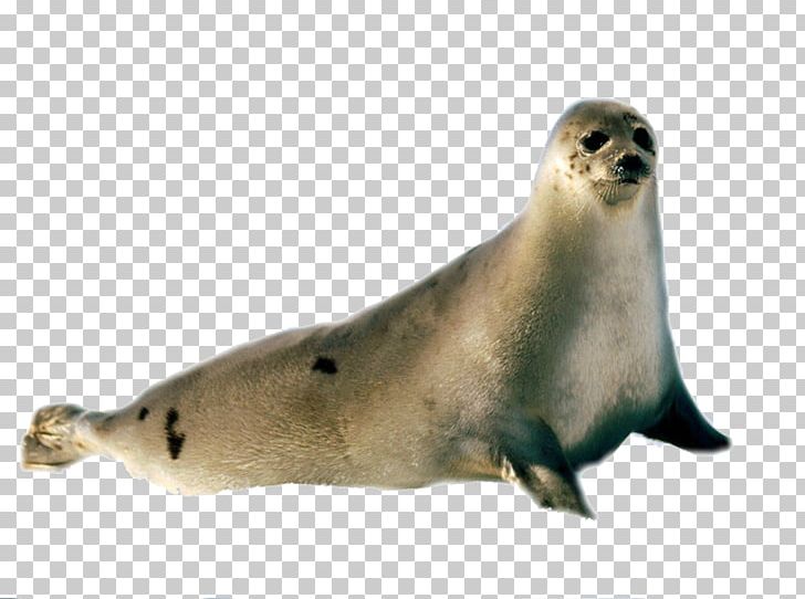 Arctic Harp Seal Harbor Seal Fur Seal Desktop PNG, Clipart, Animals, Arctic, Desktop Wallpaper, Earless Seal, Elephant Seal Free PNG Download