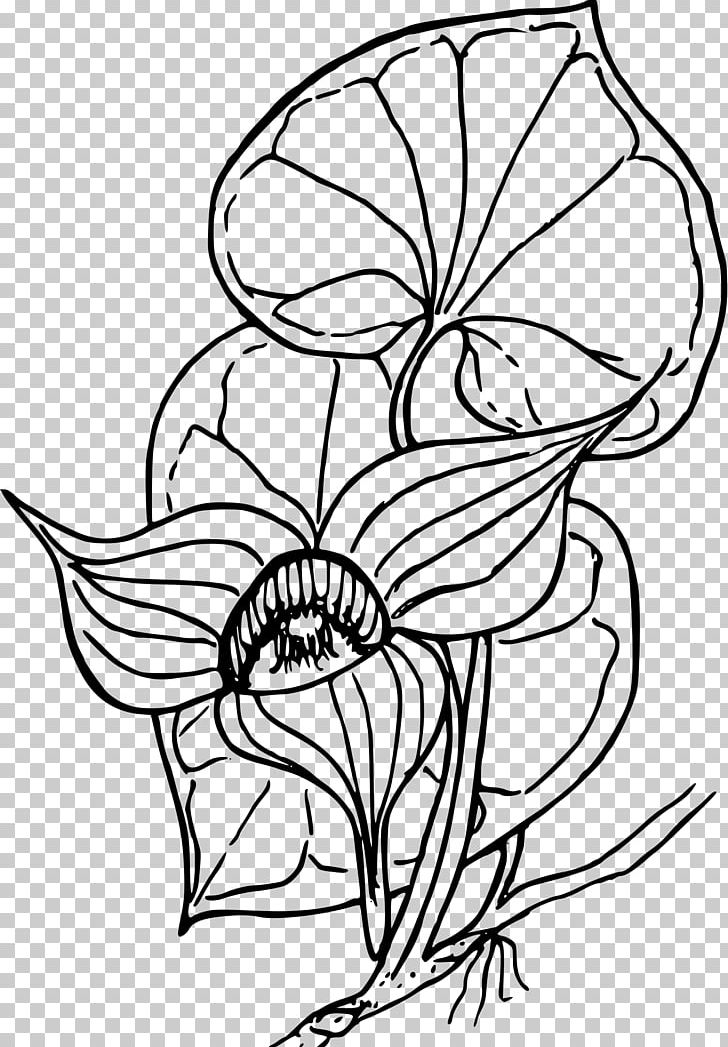 Coloring Book Western Wild Ginger Drawing PNG, Clipart, Bitki, Black And White, Color, Coloring Book, Coloring Page Free PNG Download