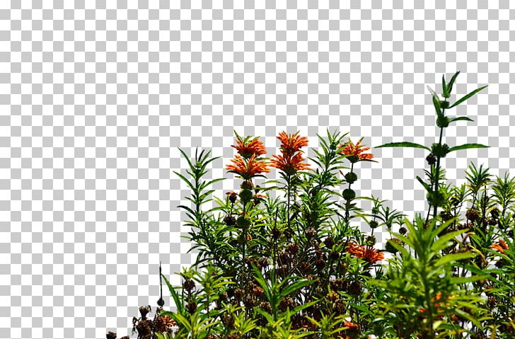 Flowering Plant Tree Shrub PNG, Clipart, Flora, Flower, Flowering Plant, Flowers, Garden Flowers Free PNG Download