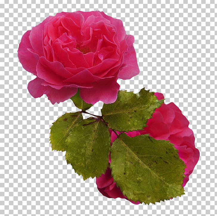 Garden Roses Centifolia Roses Pink Flower Bouquet PNG, Clipart, Annual Plant, Artificial Flower, Flor, Floribunda, Flower Free PNG Download