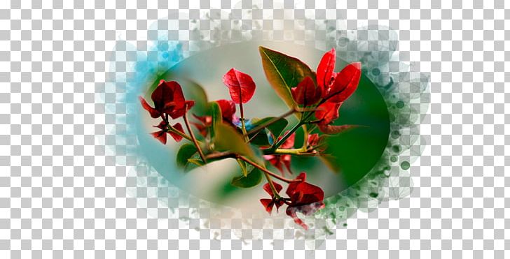 Macro Photography Garden Roses Desktop PNG, Clipart, Bde, Blossom, Closeup, Color, Desktop Metaphor Free PNG Download