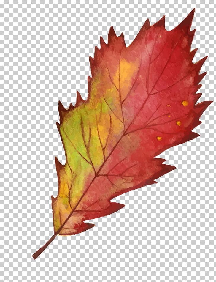 Maple Leaf Autumn PNG, Clipart, Adobe Illustrator, Autumn Leaf Color, Autumn Leaves, Autumn Vector, Card Free PNG Download