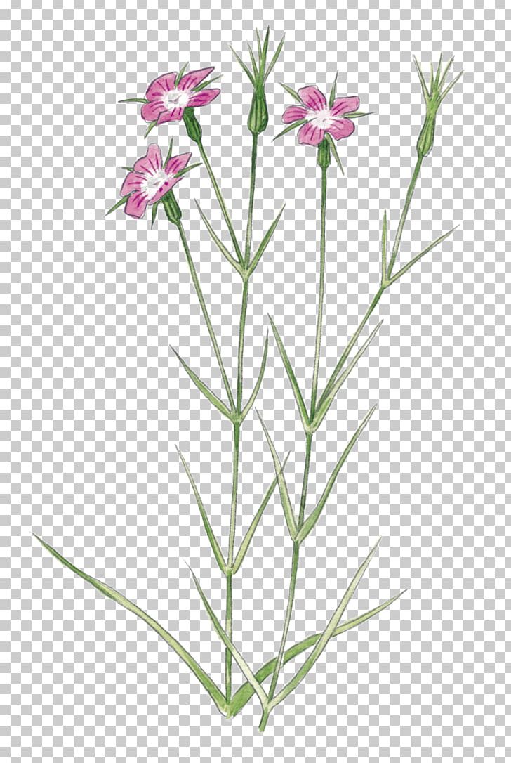 Plant Stem Wildflower Pink Garden Roses PNG, Clipart, Agrostemma Githago, Bud, Dianthus, Drawing, Flora Free PNG Download