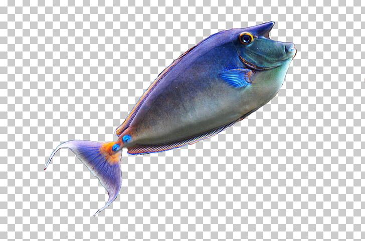 Seabed Marine Biology Fish PNG, Clipart, Animals, Aquarium Fish, Blue, Cobalt Blue, Color Free PNG Download