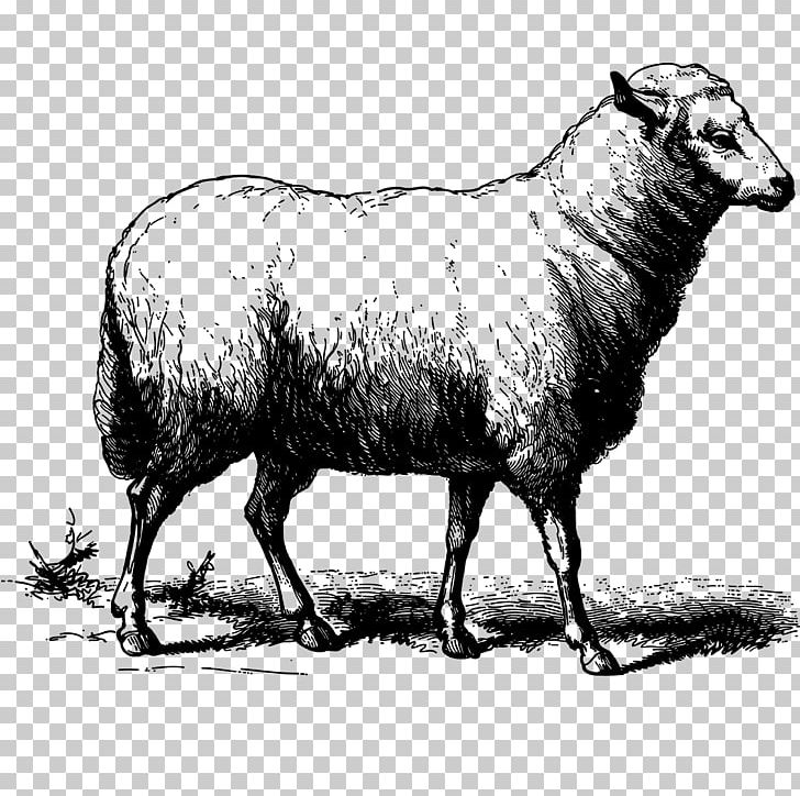 Sheep Goat Drawing PNG, Clipart, Animals, Black And White, Can Stock Photo, Cartoon, Cattle Like Mammal Free PNG Download