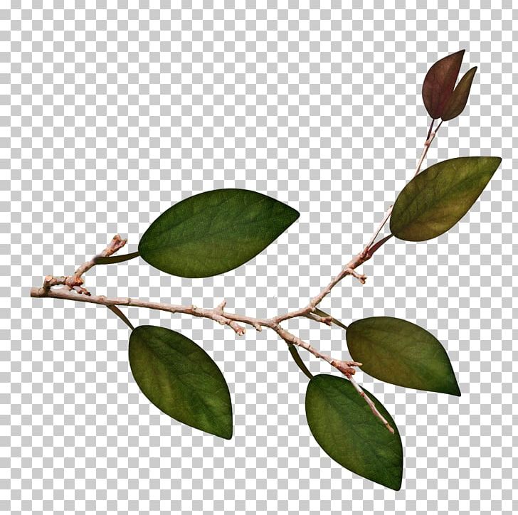 Twig Leaf Plant Stem PNG, Clipart, Background Green, Branch, Branches, Branches And Leaves, Fall Leaves Free PNG Download