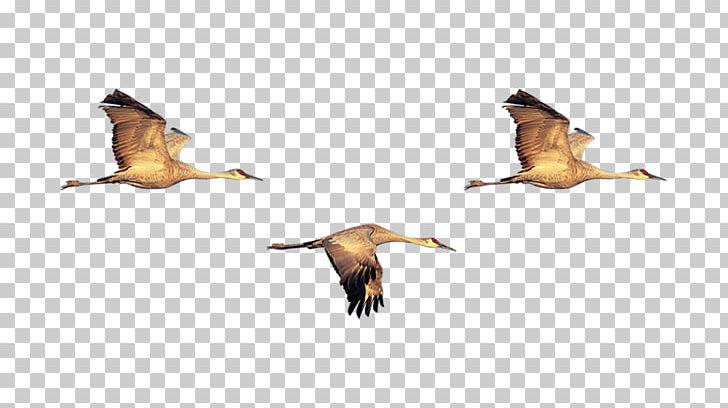Duck Bird Swan Goose Flock PNG, Clipart, Anatidae, Animal, Anseriformes, Beak, Birds Free PNG Download