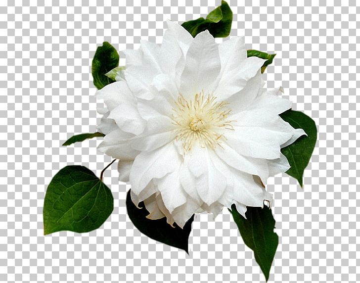 Garden Roses Flower Floribunda PNG, Clipart, Camellia, Camellia Sasanqua, Cicek Resimleri, Cut Flowers, Digital Image Free PNG Download