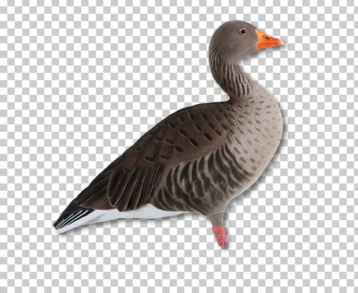 Greylag Goose Duck Mallard Canada Goose PNG, Clipart, Anatidae, Animals, Anseriformes, Beak, Bird Free PNG Download