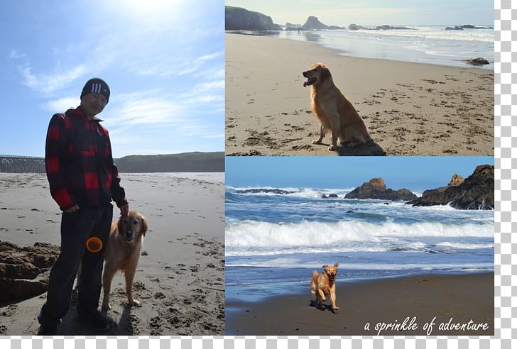 Beach Dog Travel Picnic Walking PNG, Clipart, Arctic, Beach, Coast, Dog, Dog Like Mammal Free PNG Download