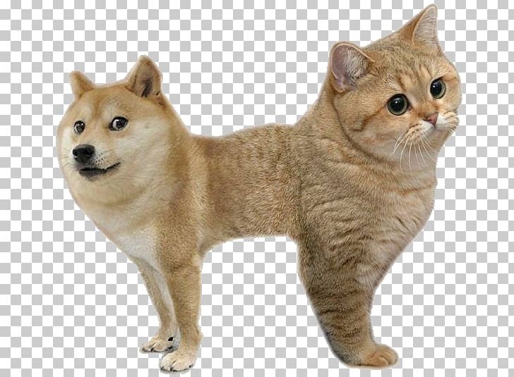 Shiba Inu Doge Cat Animal PNG, Clipart, Animal, Breed, Carnivoran, Cat, Cat Like Mammal Free PNG Download