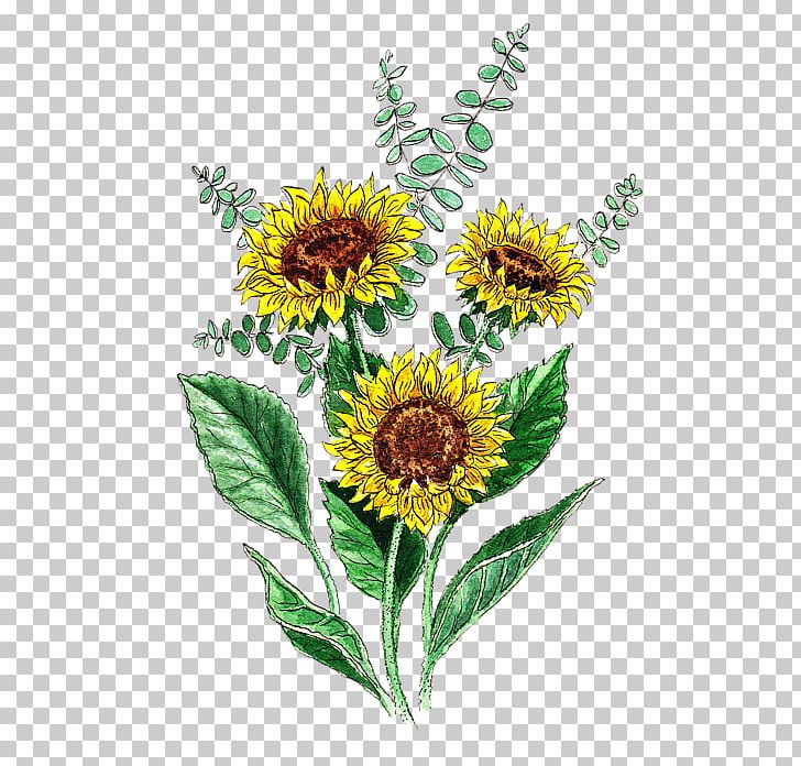 Common Sunflower Sunflower Seed Daisy Family Cut Flowers PNG, Clipart, Annual Plant, Com, Common Sunflower, Cut Flowers, Daisy Family Free PNG Download