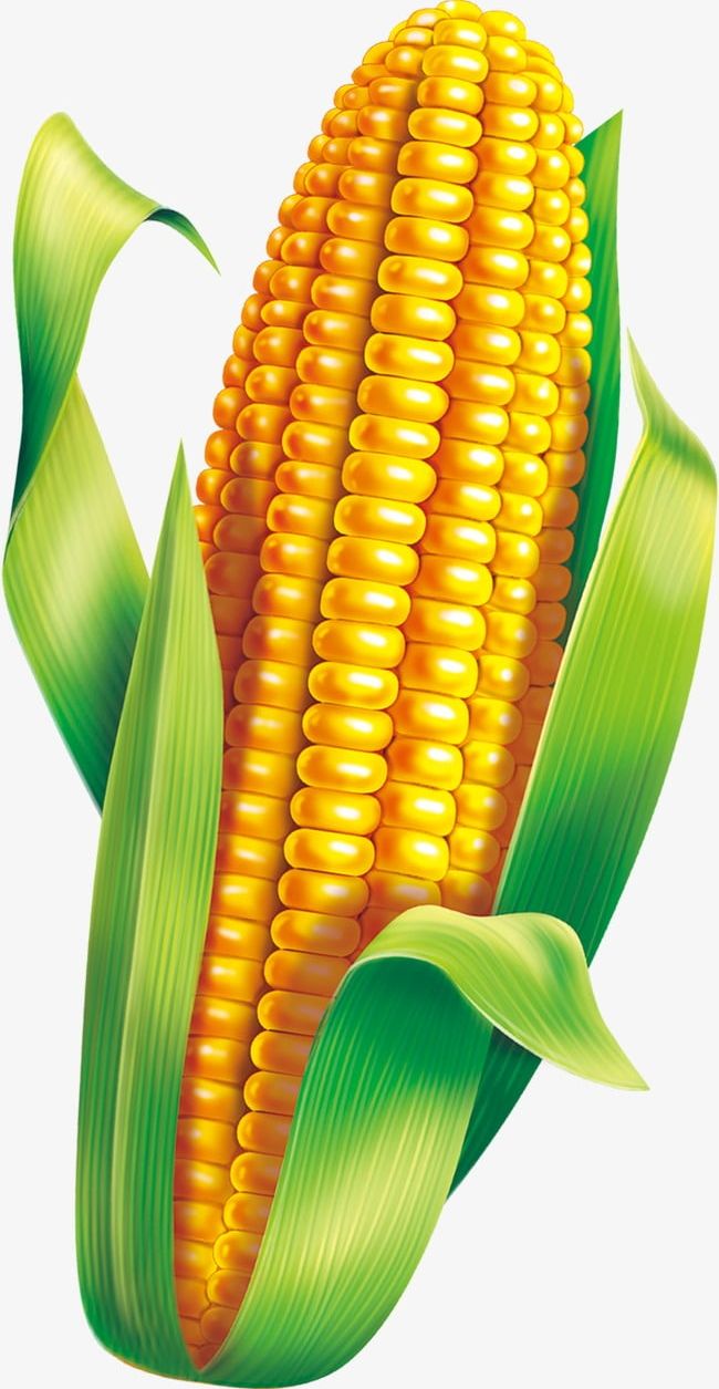 Corn Material PNG, Clipart, Corn, Corn Clipart, Green, Green Leaves, Leaves Free PNG Download