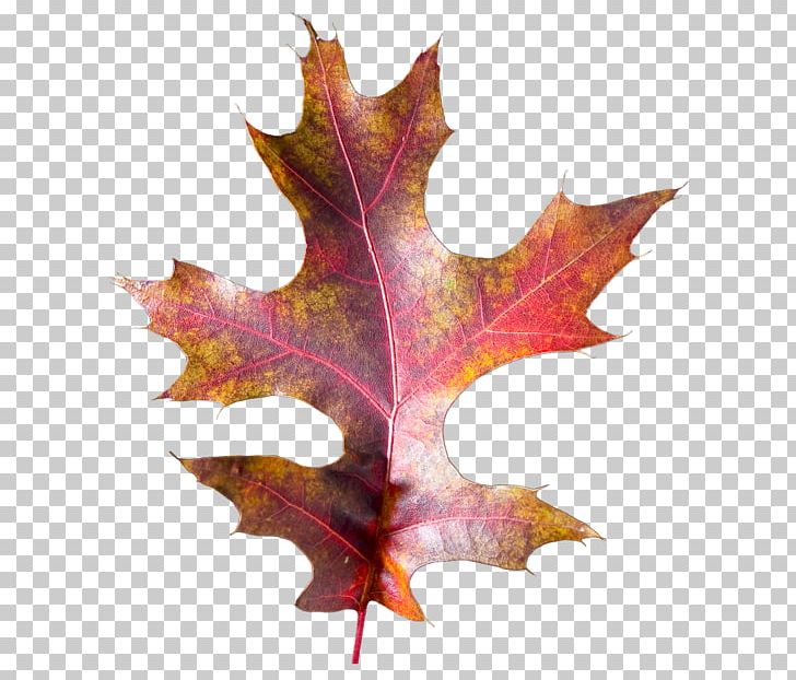 Maple Leaf PNG, Clipart, Feuille, Leaf, Maple, Maple Leaf, Plant Free PNG Download