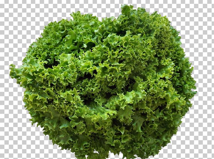 Salad Curled Endive Cichorium Endivia Leaf Lettuce Vegetable PNG, Clipart, Capitata Group, Chicory, Cichorium Endivia, Corn Salad, Curled Endive Free PNG Download