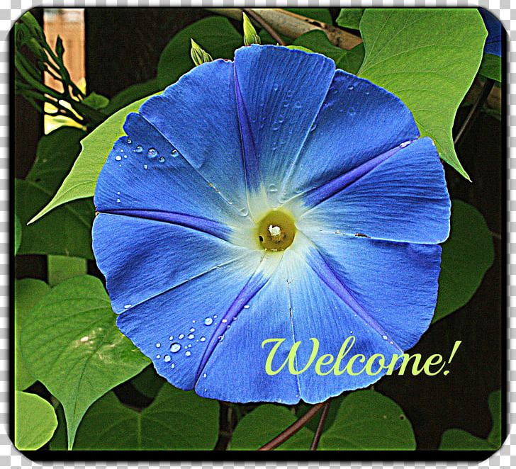 Beach Moonflower Violet Annual Plant Wildflower Morning Glories PNG, Clipart, Annual Plant, Beach Moonflower, Blue, Cobalt Blue, Flower Free PNG Download
