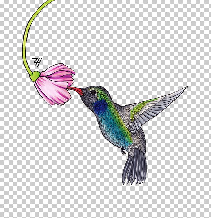 Hummingbird Feather Beak Wing PNG, Clipart, Animal, Animals, Beak, Bird, Fauna Free PNG Download