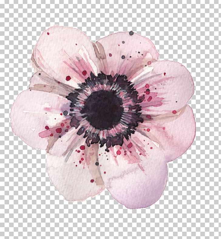 Flower Anemone Watercolor Painting Drawing PNG, Clipart, Anemone, Blossom, Botanical Illustration, Botany, Cut Flowers Free PNG Download