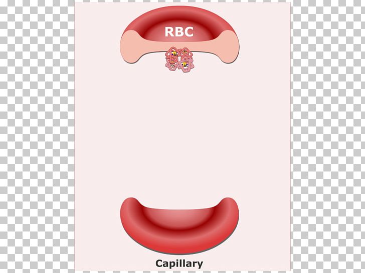 Red Blood Cell Bicarbonate Carbon Dioxide PNG, Clipart, Bicarbonate, Blood, Blood Cell, Carbon Dioxide, Carbonic Acid Free PNG Download