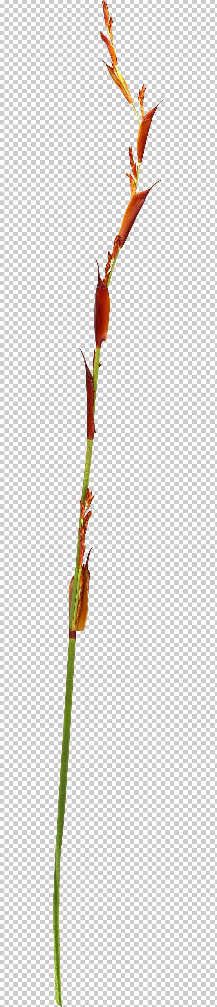 Twig Plant Stem Bud Leaf PNG, Clipart, Branch, Branching, Bud, Family, Flora Free PNG Download