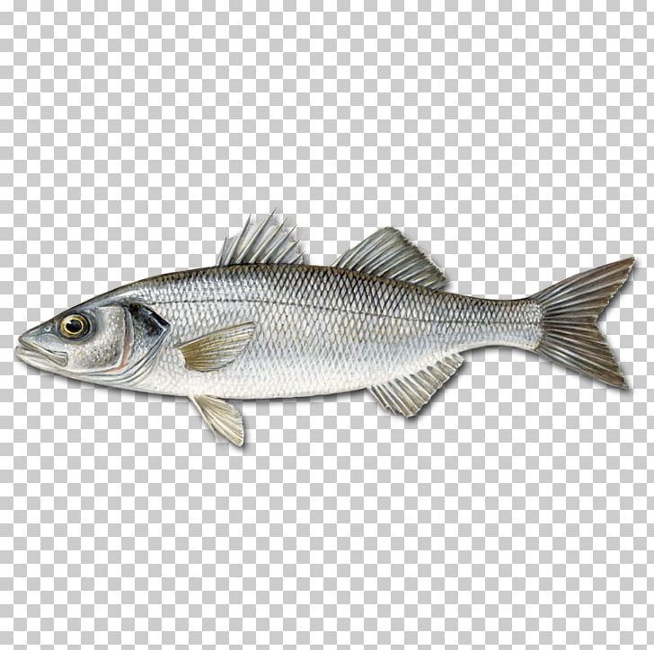 European Bass Pandalus Borealis Fish Japanese Sea Bass PNG, Clipart, Anchovy, Animals, Atlantic Cod, Barramundi, Bass Free PNG Download