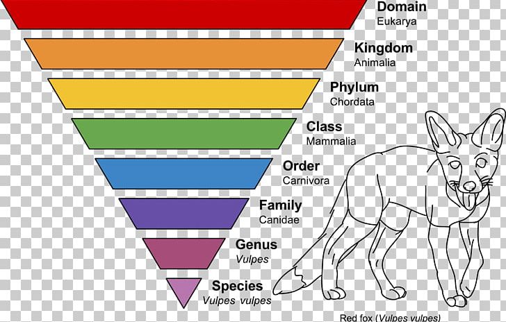 Red Fox Taxonomic Rank Taxonomy PNG, Clipart, Angle, Animals, Art, Binomial Nomenclature, Biology Free PNG Download