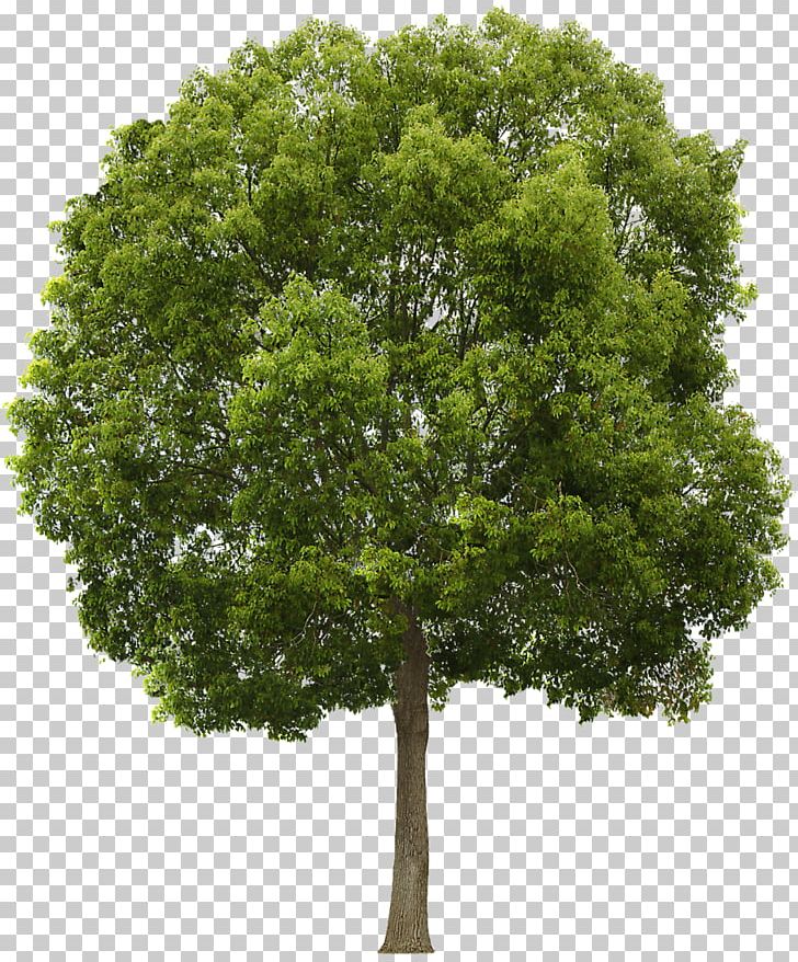 Tree Sticker PNG, Clipart, Black Locust, Branch, Grass, Leaf, Oak Free PNG Download