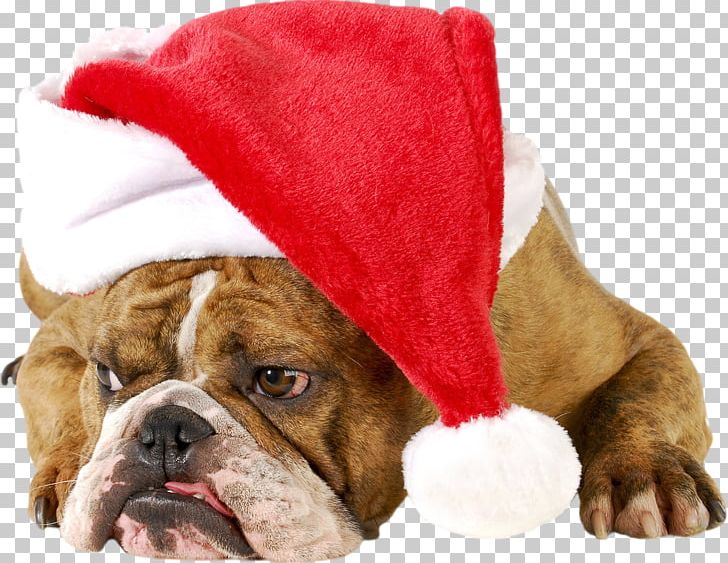 American Bulldog Puppy French Bulldog Pug PNG, Clipart, American Bulldog, Animals, Bulldog, Carnivoran, Christmas Card Free PNG Download