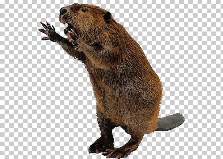 Beaver Computer Icons PNG, Clipart, Animals, Beaver, Beaver Attack, Beaver Dam, Benny Beaver Free PNG Download