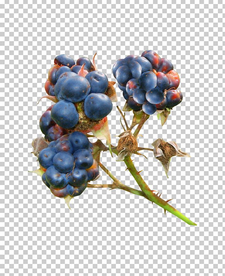 Bilberry Blueberry Blackberry Auglis PNG, Clipart, Auglis, Bilberry, Blueberry, Blueberry Bush, Blueberry Cake Free PNG Download
