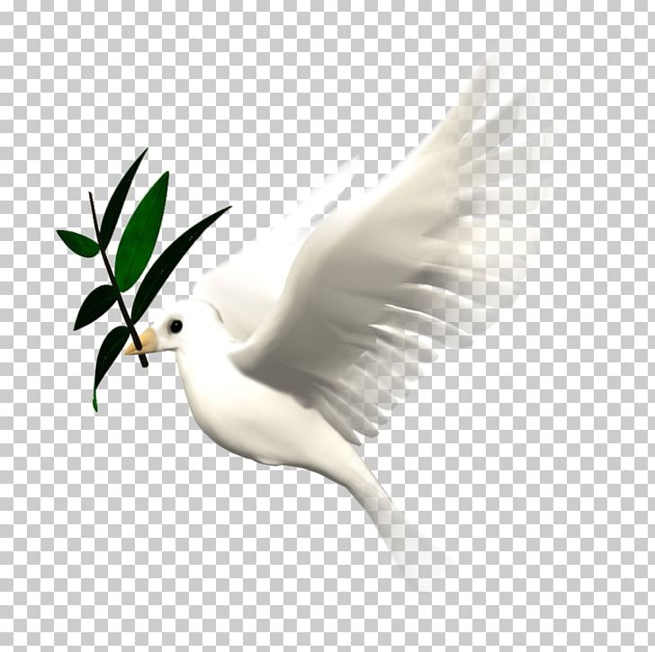 Bird Animation Giphy PNG, Clipart, Animals, Animation, Beak, Bird, Blood Free PNG Download
