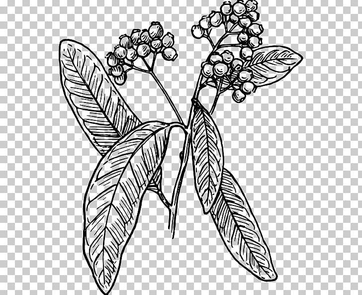 Allspice Black And White PNG, Clipart, Allspice, Art, Branch, Brush Footed Butterfly, Cayenne Pepper Free PNG Download