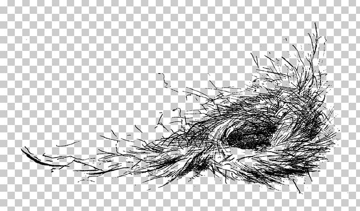 Bird Nest Drawing PNG, Clipart, Animals, Art, Artwork, Bird, Bird Nest Free PNG Download