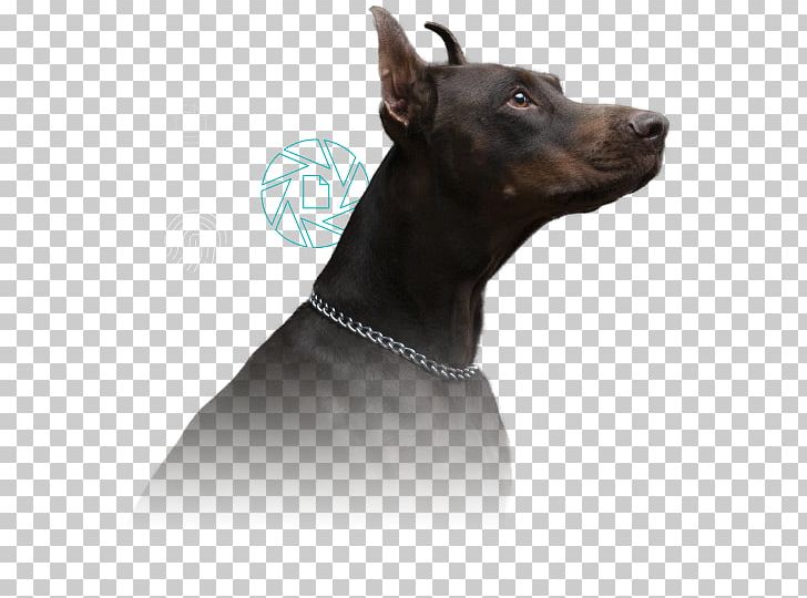 Dobermann Manchester Terrier Information Security Regulatory Compliance PNG, Clipart, Carnivoran, Collar, Computer Security, Dobermann, Dog Free PNG Download
