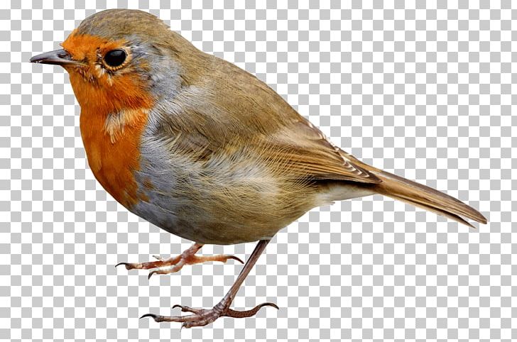 European Robin Bird Desktop PNG, Clipart, Animals, Beak, Bird, Clip Art, Computer Icons Free PNG Download