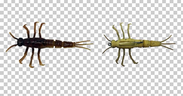 Mayfly Nymph Insect PNG, Clipart, Animals, Animal Source Foods, Damselfly, Decapoda, Dragonfly Free PNG Download