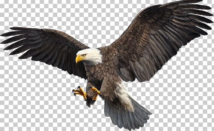 Bald Eagle Bird Hawk Par Sefid PNG, Clipart, Accipitriformes, Animal, Animals, Bald Eagle, Beak Free PNG Download