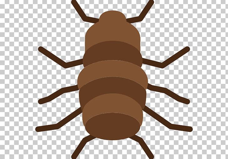 Insect Dog Flea Dog Flea Computer Icons PNG, Clipart, Animal, Coconut Oil, Computer Icons, Dog, Dog Flea Free PNG Download