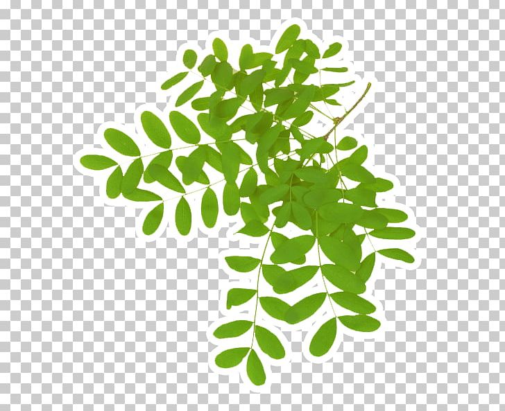 Leaf Acacia Dealbata Gum Arabic Tree Plant PNG, Clipart, Acacia, Acacia Dealbata, Akasya, Black Locust, Branch Free PNG Download