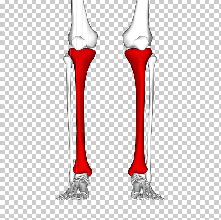 Shin Splints Tibia Pain Human Leg Injury PNG, Clipart, Ankle, Arm, Bone, Chiropractic, Compartment Syndrome Free PNG Download
