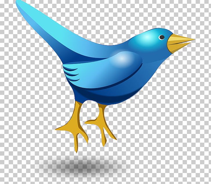 Social Media PNG, Clipart, Beak, Bird, Blog, Cobalt Blue, Computer Icons Free PNG Download