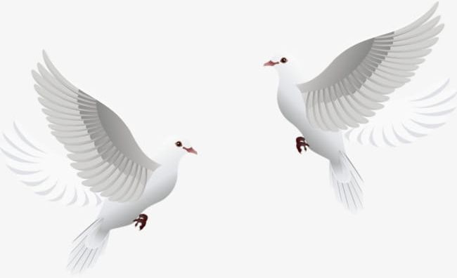 White Pigeon PNG, Clipart, Animal, Pigeon, Pigeon Clipart, Pretty, White Free PNG Download