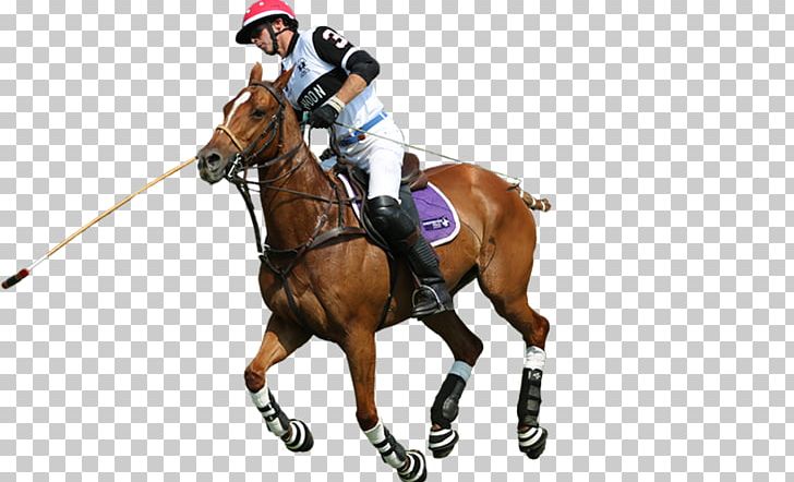 Polo Rein Horse Equestrian Sport PNG, Clipart, Animal Sports, Bit, Bridle, Chic, Clothing Free PNG Download