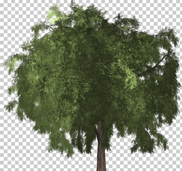 Schinus Molle Branch Evergreen Tree Black Pepper PNG, Clipart, Arborist, Biome, Black Pepper, Branch, Evergreen Free PNG Download