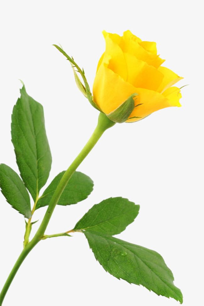 A Yellow Rose PNG, Clipart, A Clipart, A Yellow Rose, Festival, Flower, Green Free PNG Download