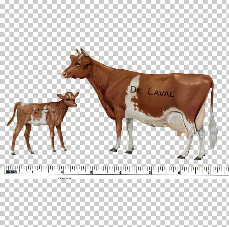 Guernsey Cattle Calf Jersey Cattle Beef Cattle Dairy Cattle PNG, Clipart, Animal, Beef Cattle, Calf, Cartoon, Cattle Free PNG Download