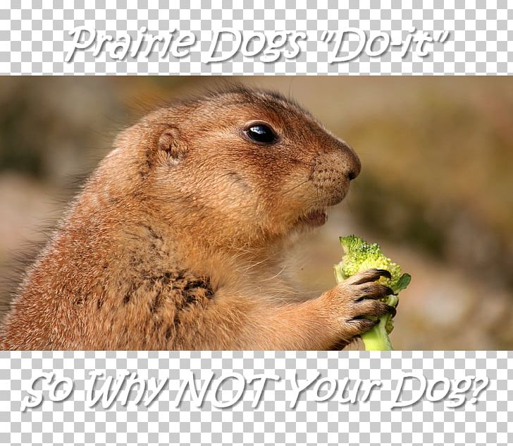 Prairie Dog Rodent Zazzle PNG, Clipart, Cuteness, Desktop Wallpaper, Dog, Fauna, Fox Free PNG Download