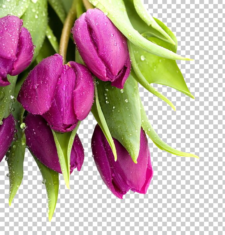 Tulip Mania Cut Flowers PNG, Clipart, Bud, Color, Cut Flowers, Desktop Wallpaper, Flower Free PNG Download